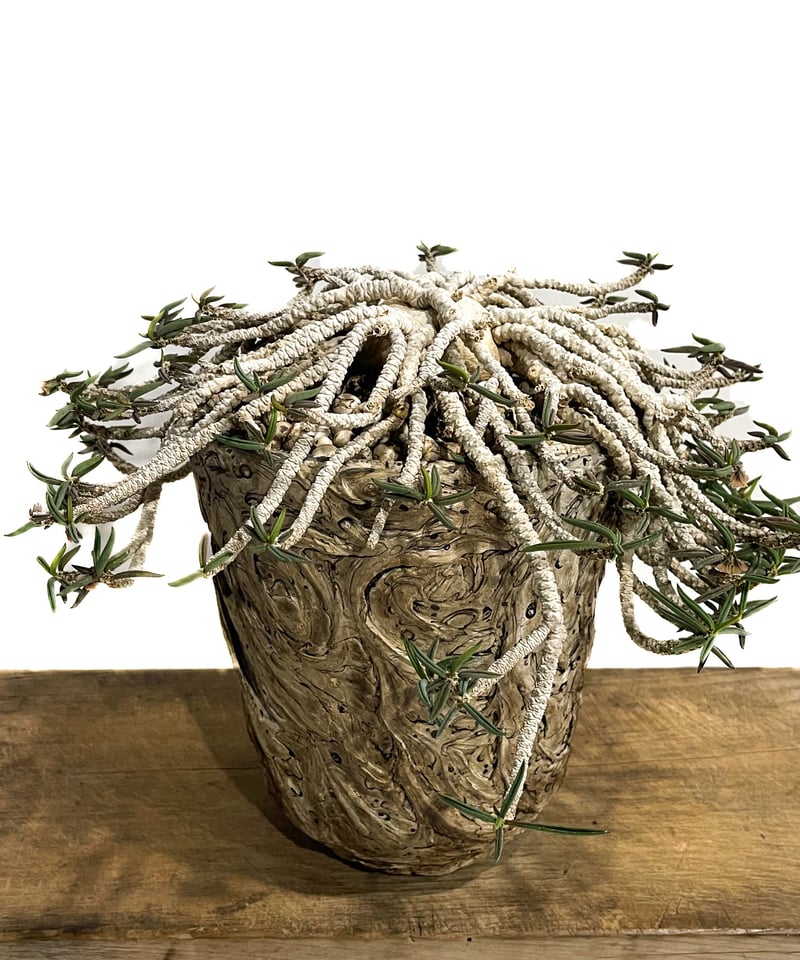 ユーフォルビア キリンドリフォリア+pmp「Euphorbia cylindrifolia」9
