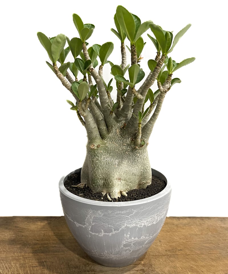 アデニウム アラビカム ドワーフ タイプ「Adenium arabicum アデニウム アラビカム ドワーフ タイプ「Adenium arabicum