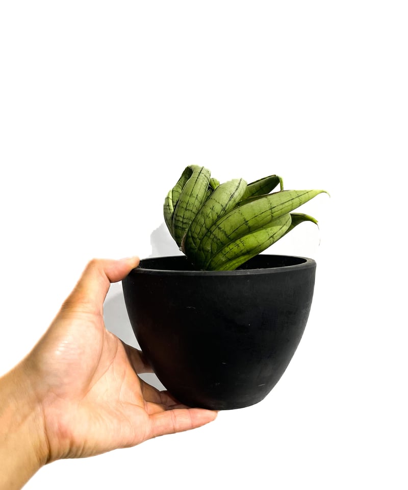 ☆ichu★様　各１本 モイスト1000 ネスサペリア400 ☆ichu☆様 各1本 モイスト1000 ネスサペリア400