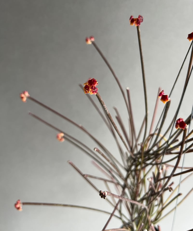 ホヤ スパルティオイデス ビッグ フラワー 「Hoya spartioides