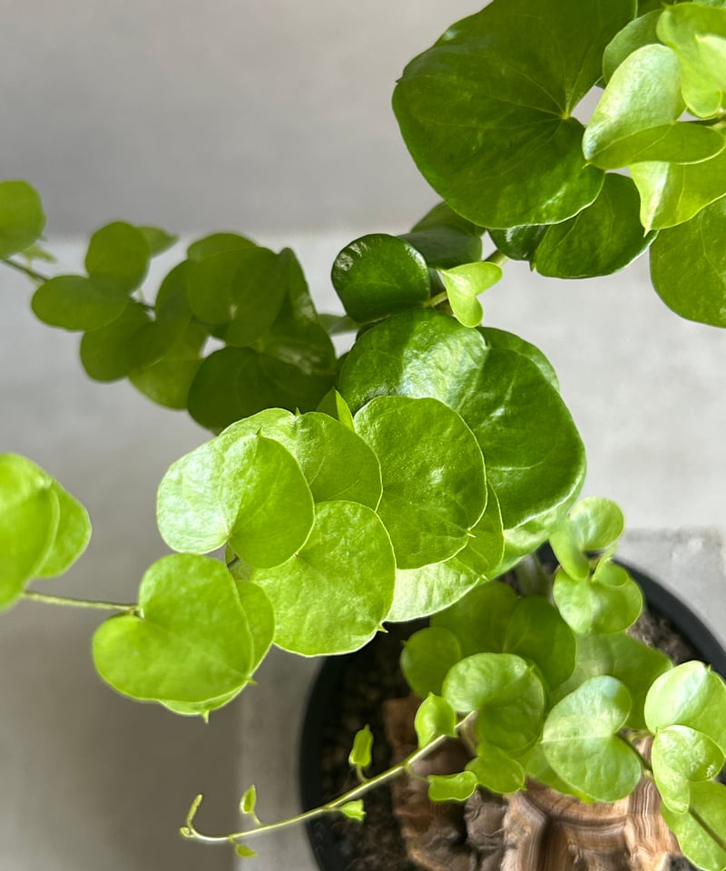亀甲竜(ディオスコレア エレファンティペス) 「Dioscorea elephantipes