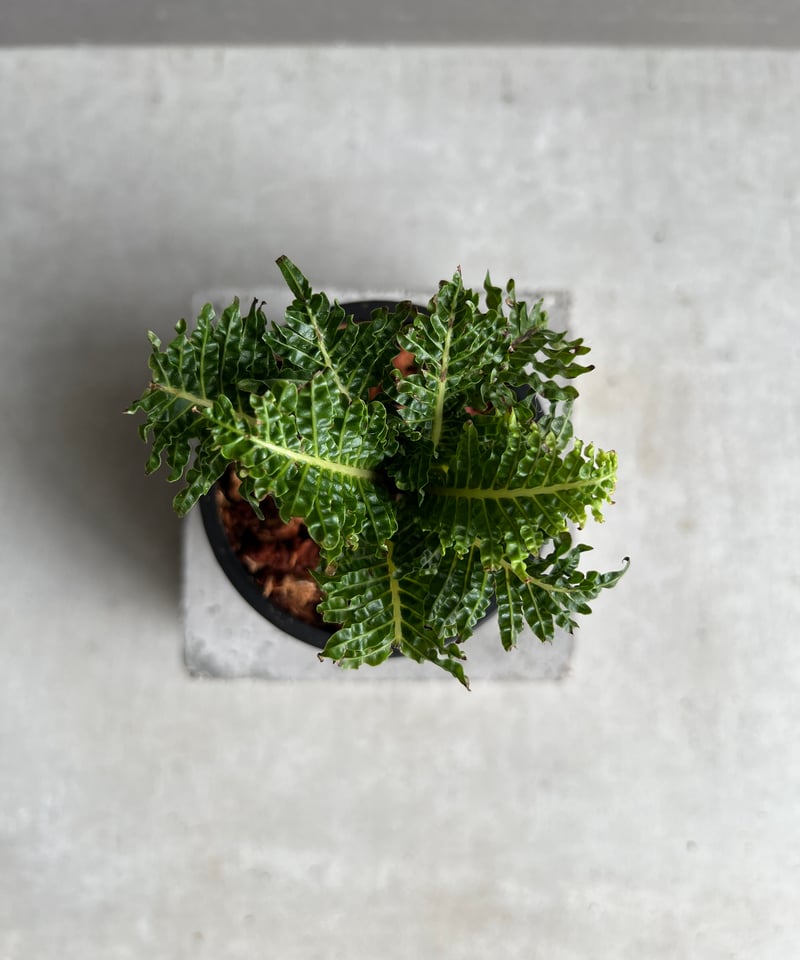 ブレクナム ギッバム ドワーフ 「Blechnum gibbum Dwarf 」29C | S