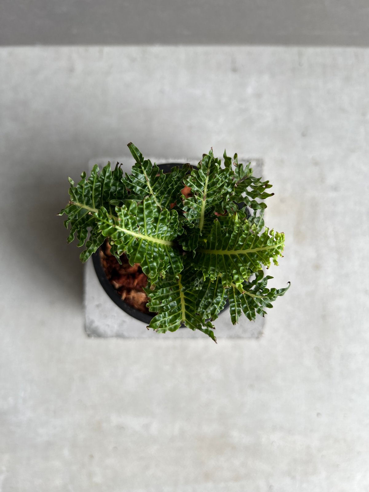 ブレクナム ギッバム ドワーフ 「Blechnum gibbum Dwarf 」29C | S