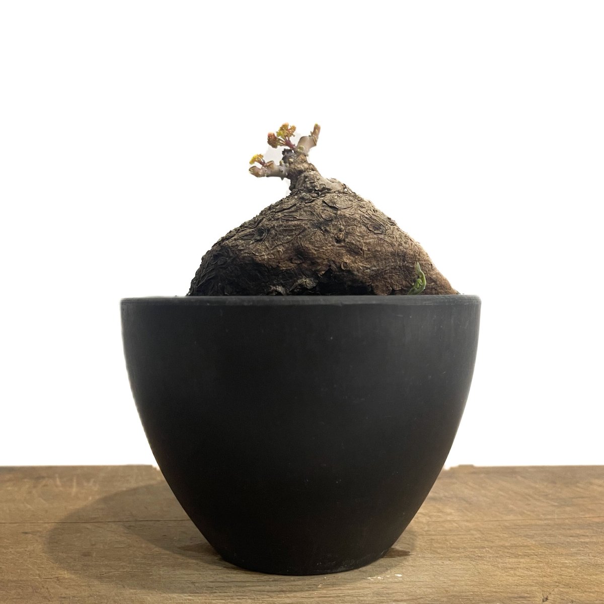 ステファニア　カウィーサキー ステファニア カウィーサキー「Stephania Kaweesakii」8/22-67B