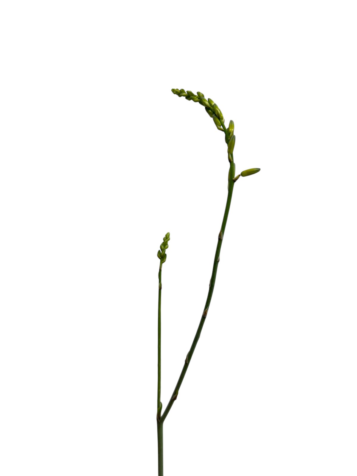 アロエ ハイブリッド “選抜個体” 「Aloe Hybrid “Select