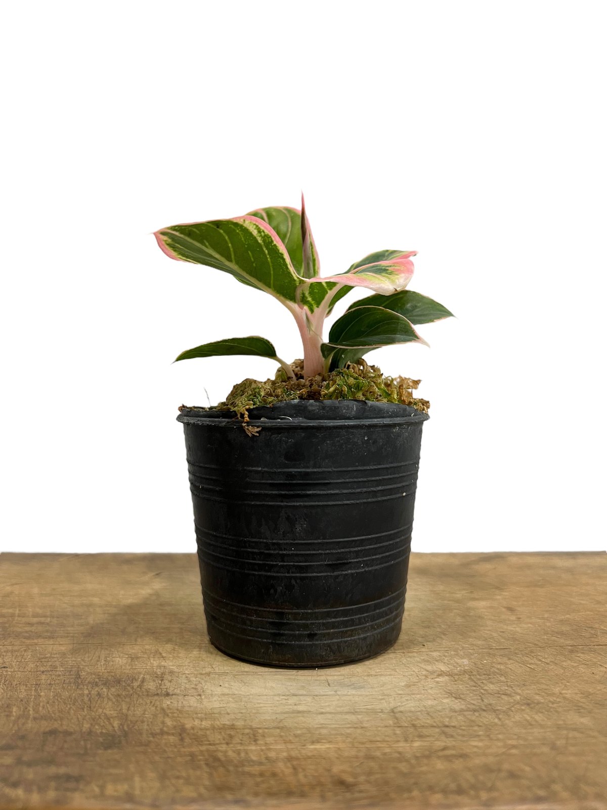 アグラオネマ ロータス デライト 「Aglaonema Lotus Delight」34M |