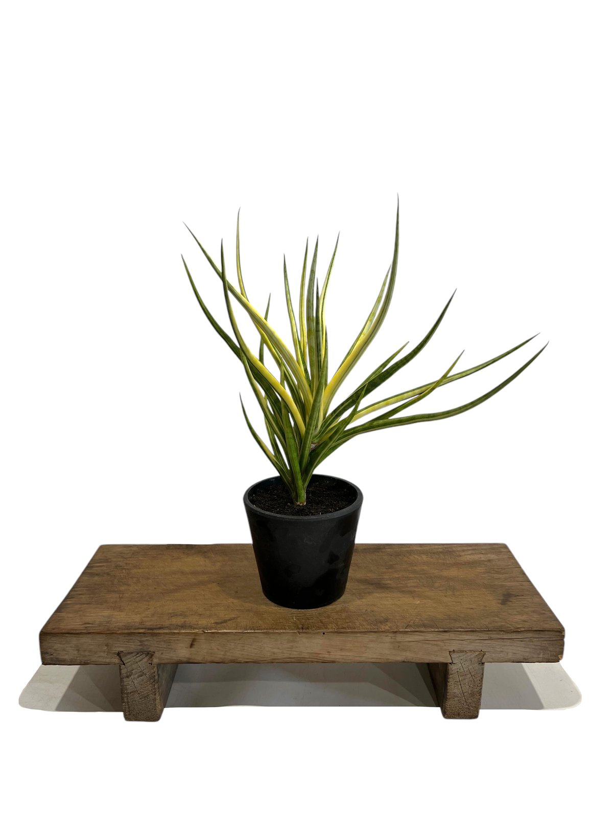 EMP サンセベリア ブンルートーチ斑入り / SA409 サンセベリア