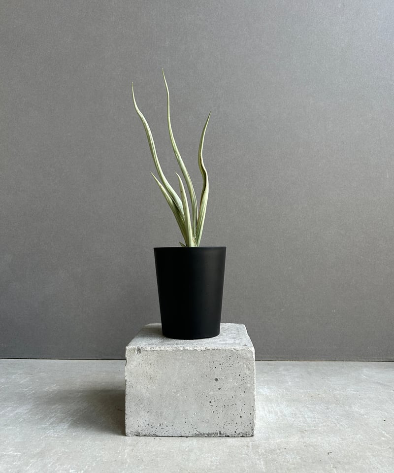 サンセベリア シルバー スパイラル「Sansevieria Silver Spiral (f