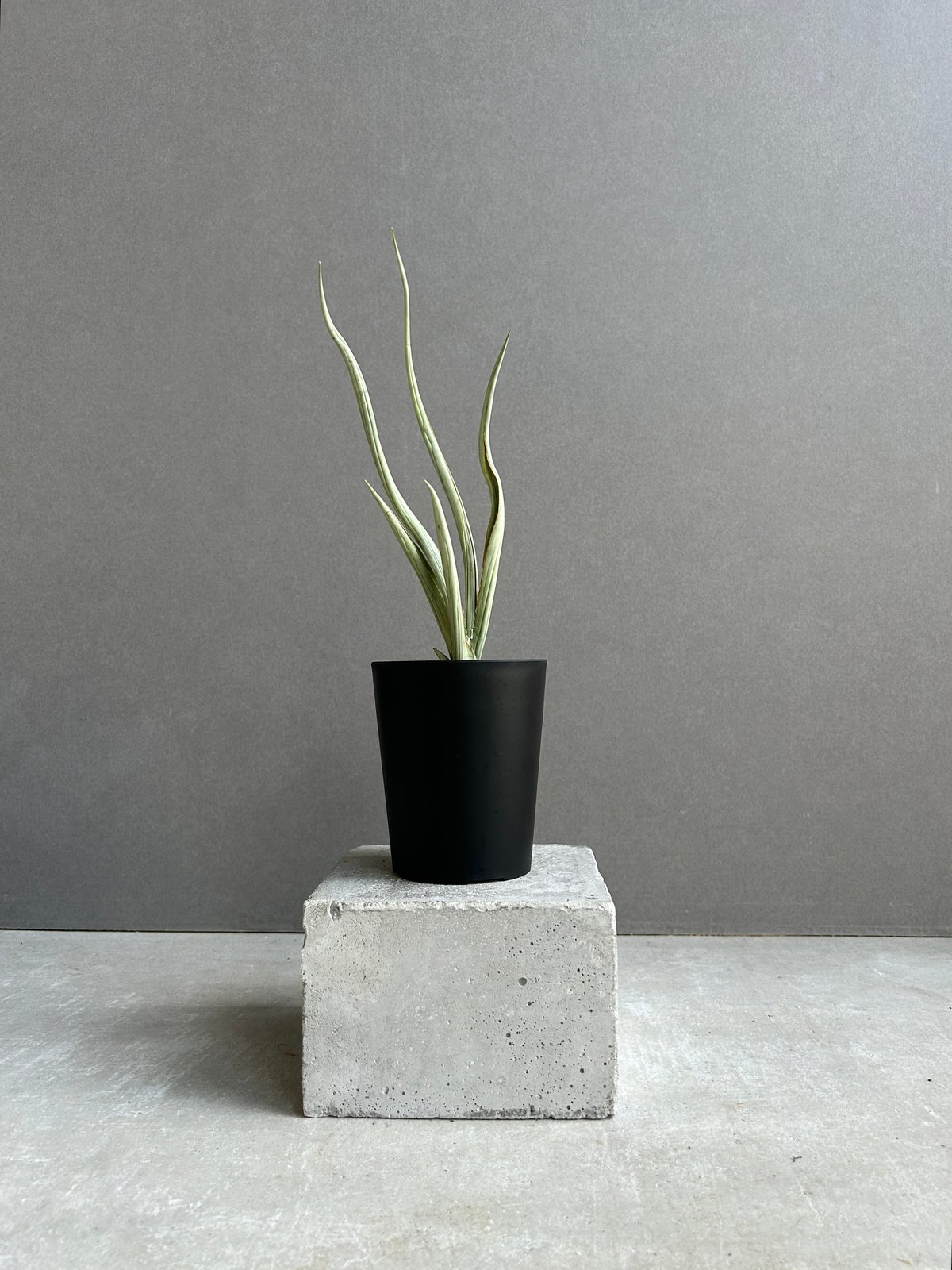 サンセベリア シルバー スパイラル「Sansevieria Silver Spiral