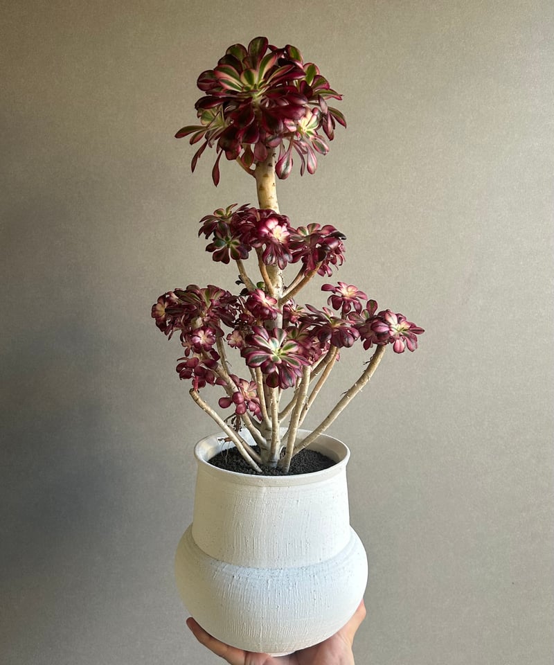 アエオニウム 'シャネル' 「Aeonium 'Chanel'」 6M | SHOUCHIKUEN