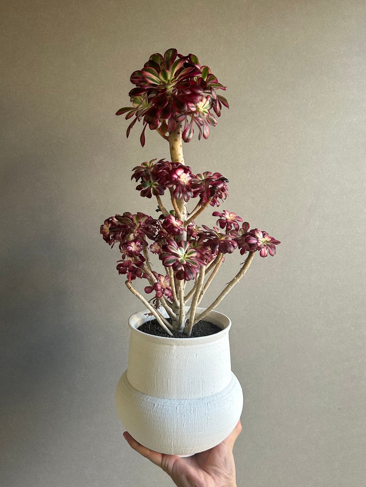 アエオニウム　シャネル錦40cm アエオニウム 'シャネル' 「Aeonium 'Chanel'」 6M | SHOUCHIKUEN