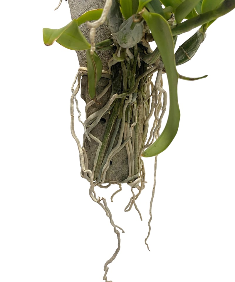 カトレア ノビリオール アマリア 「Cattleya nobilior var. amalia
