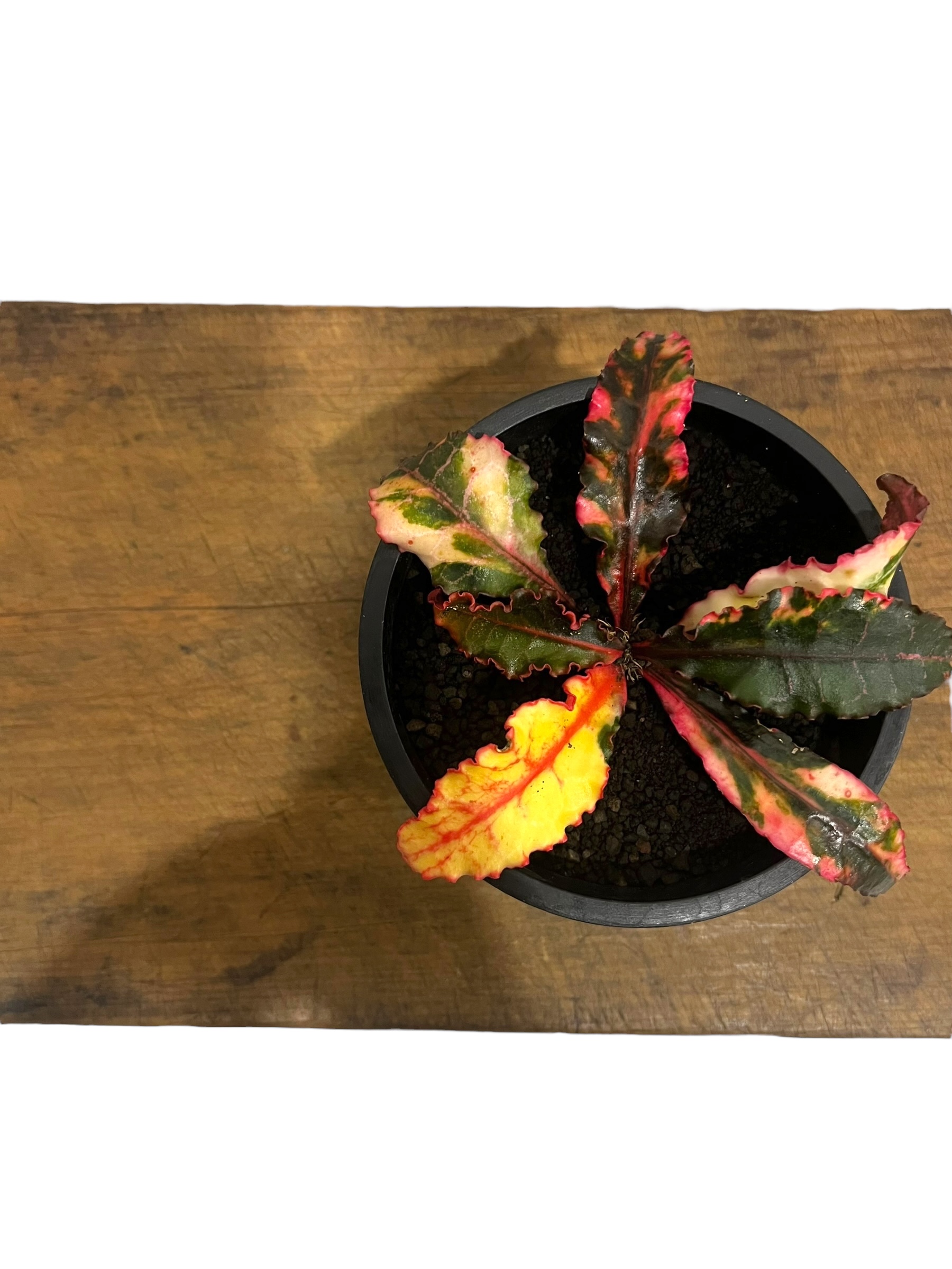 ユーフォルビア フランコイシー 斑入 「Euphorbia francoisii Varieg