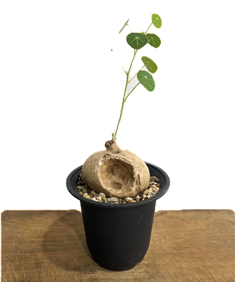 ステファニア エレクタ 選抜個体「Stephania erecta」6/25-850 | SH