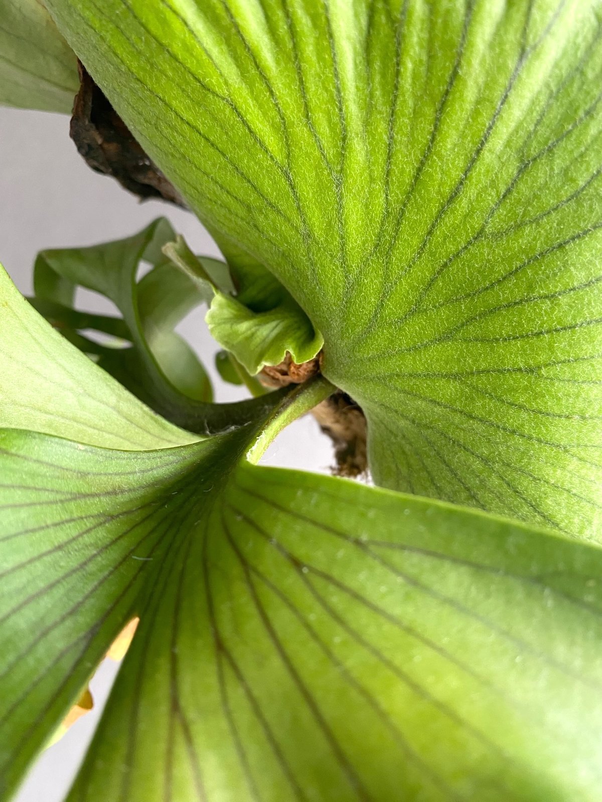 ビカクシダ スリナリウム（P. コロ ナリウムxP.ワンダエ