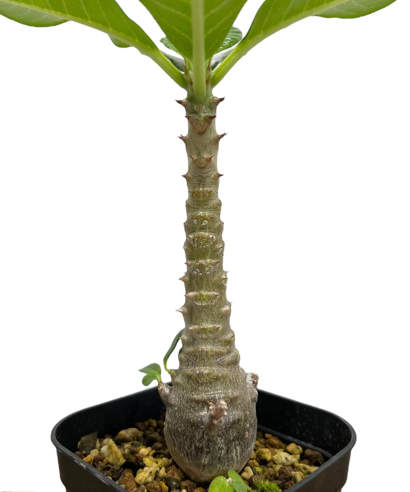 パキポディウム ウィンゾリー 実生苗 「Pachypodium baronii var パキポディウム ウィンゾリー 実生苗 「Pachypodium baronii var