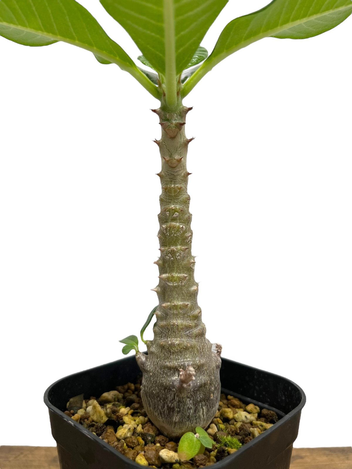パキポディウム ウィンゾリー 実生苗 「Pachypodium baronii var