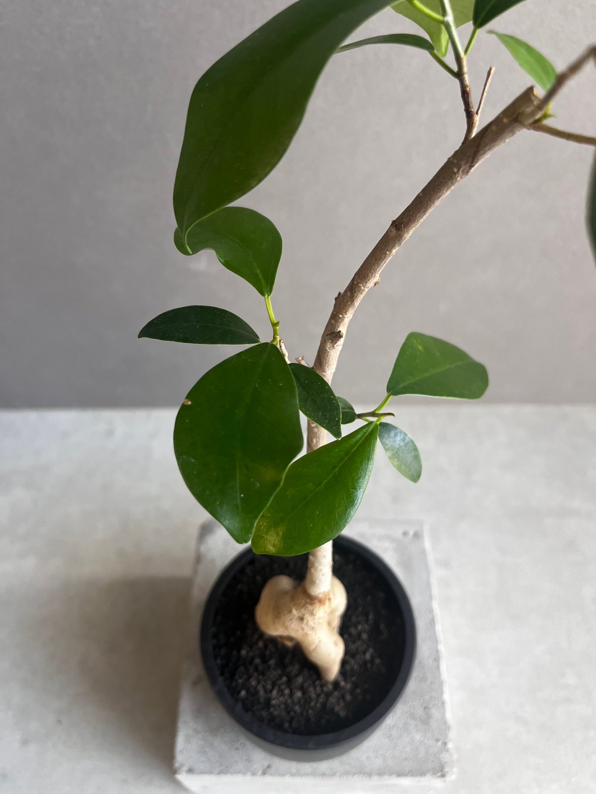 ガジュマル “カービング” 「Ficus microcarpa」94E | SHOUCHIKUEN