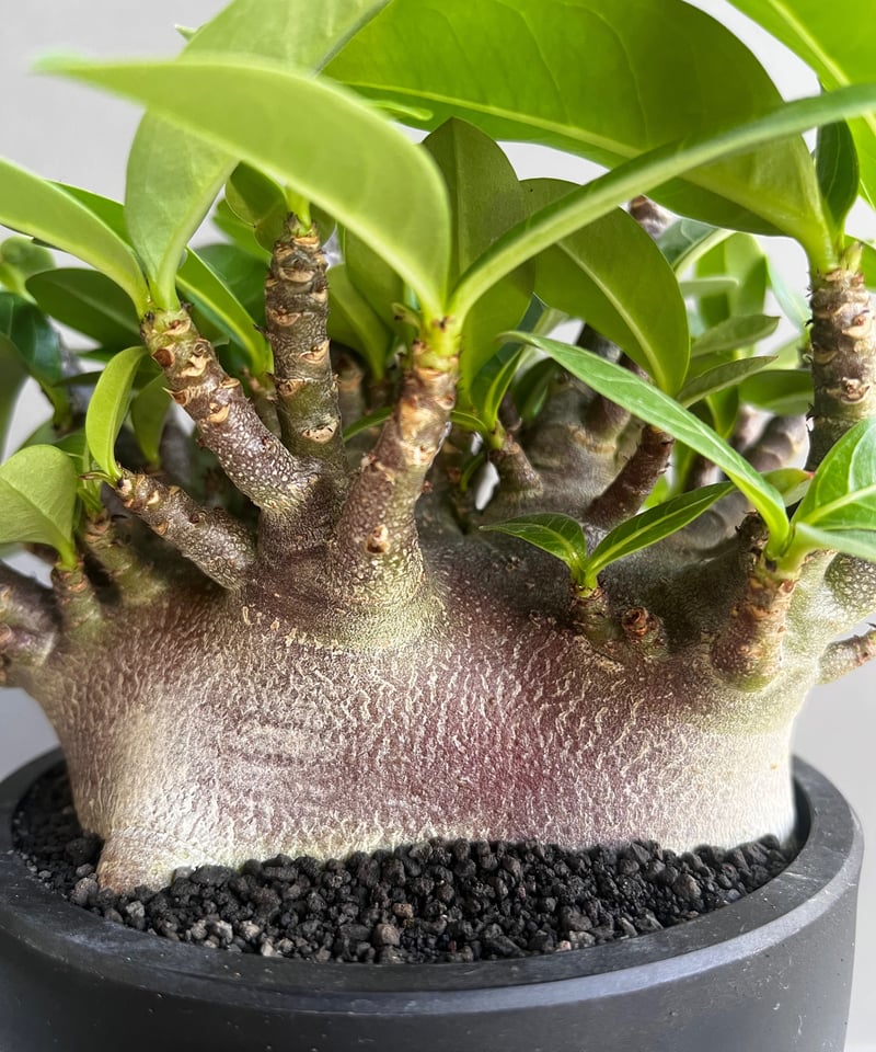 アデニウム アラビカム スーパー ドワーフ “ブラック” 「Adenium