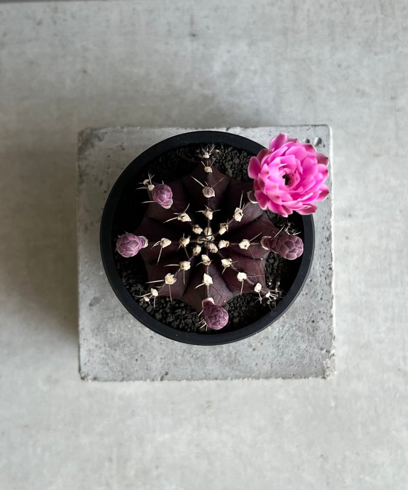 ギムノカリキウム ブラック ウィドウ(実生) 「Gymnocalycium