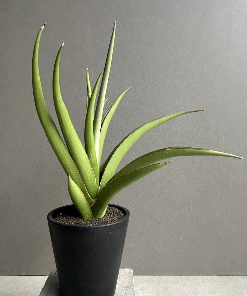 サンセベリア チャオプラヤ 「Sansevieria Chao Phraya」44L | SH