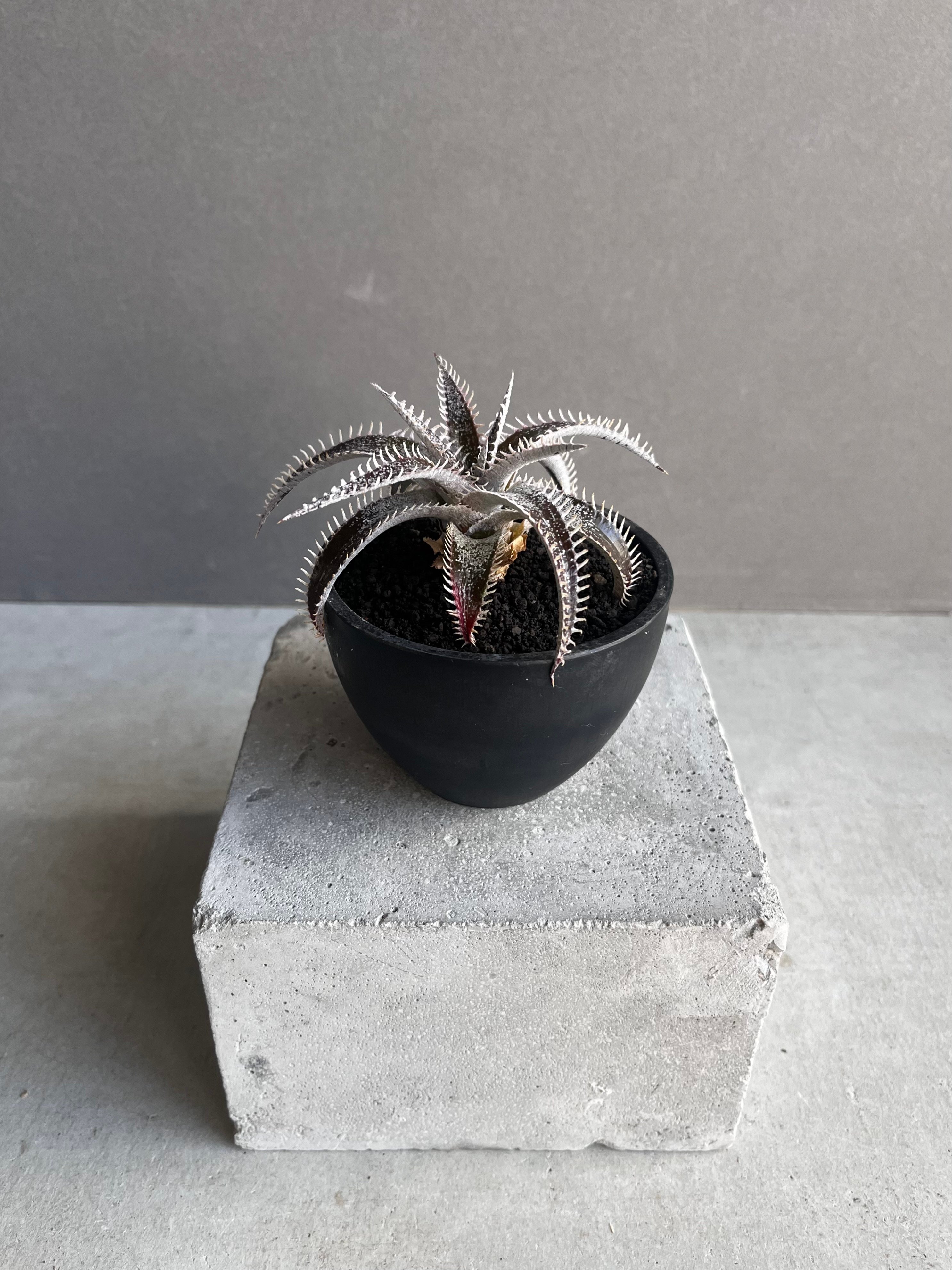 ディッキア ハイブリッド 「Dyckia hybrid」43Z | SHOUCHIKUEN
