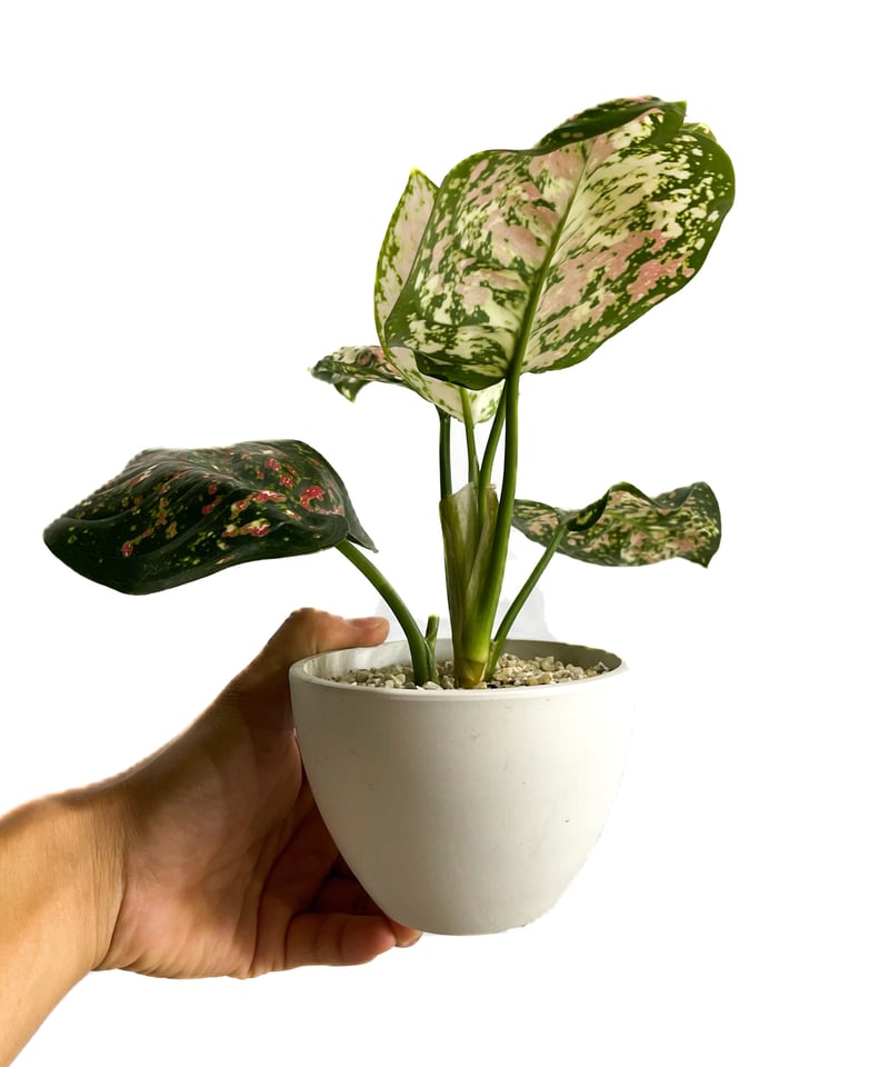 アグラオネマ アグラオネマ アマゾン 3.5号 | Green Vibes 宇都宮市の観葉植物