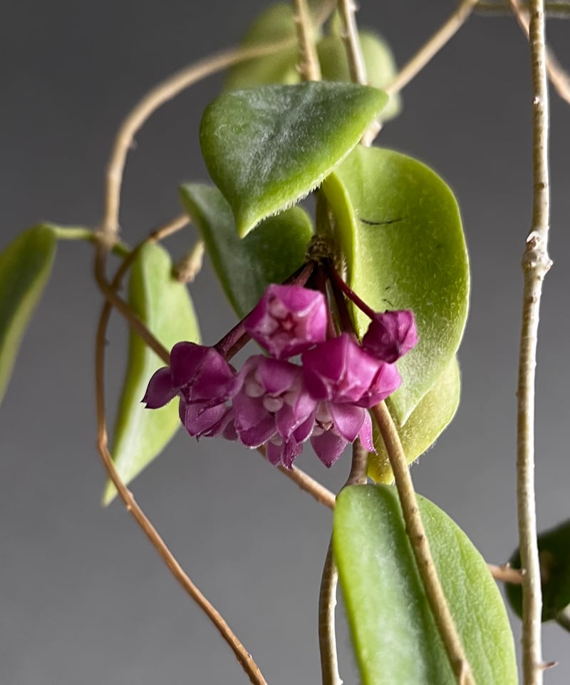 ホヤ トムソニー ピンク 「Hoya thomsonii pink」40W | SHOUCH