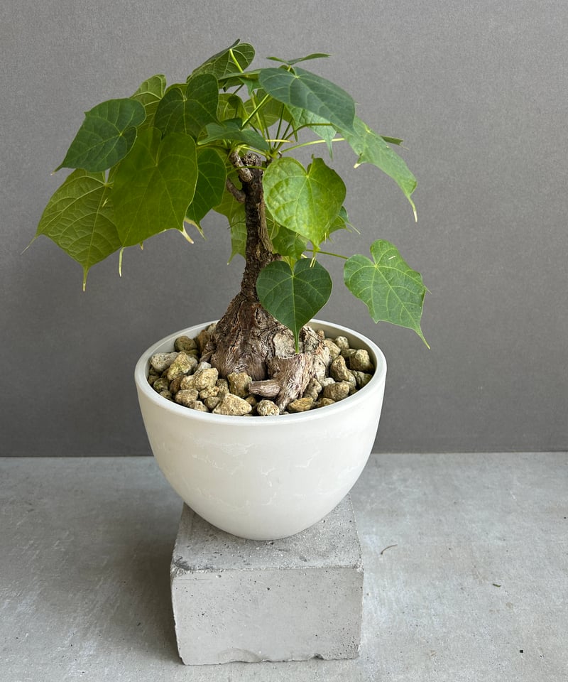 フィルミアナ・フルゲンス　Firmiana fulgens　塊根植物コーデックス フィルミアナ・フルゲンス Firmiana fulgens 塊根植物コーデックス