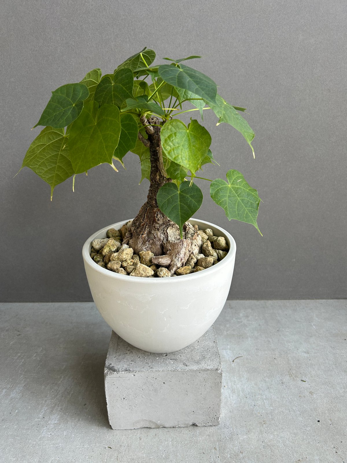 フィルミアナ・フルゲンス　Firmiana fulgens　塊根植物コーデックス フィルミアナ・フルゲンス Firmiana fulgens 塊根植物コーデックス