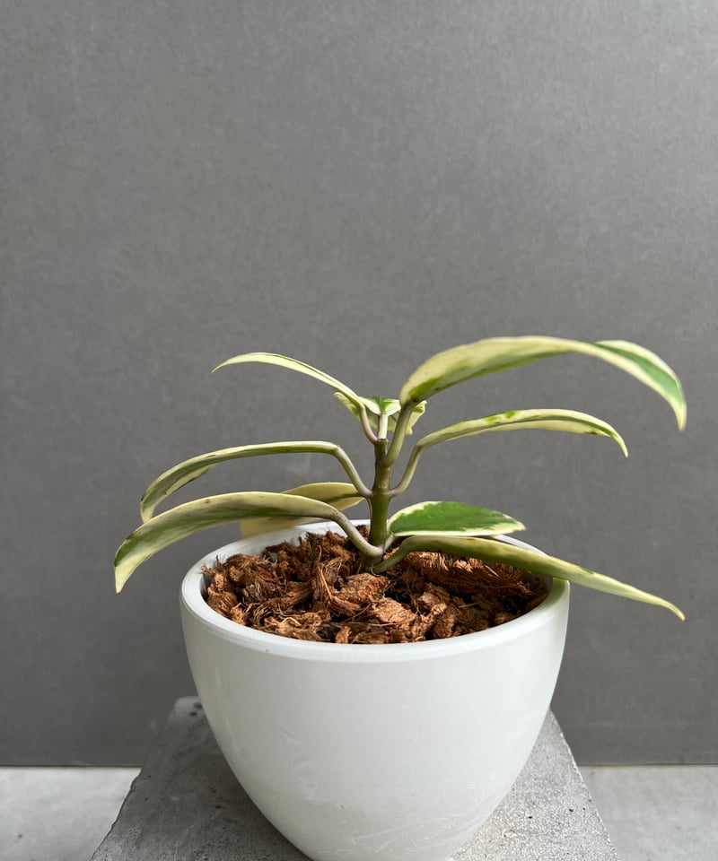 ホヤ ディバーシフォリア アルボマルギナータ ホワイト「Hoya