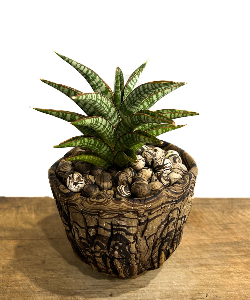 サンセベリア ブントゥン+pmp「Sansevieria Bunthung」7/26-85A