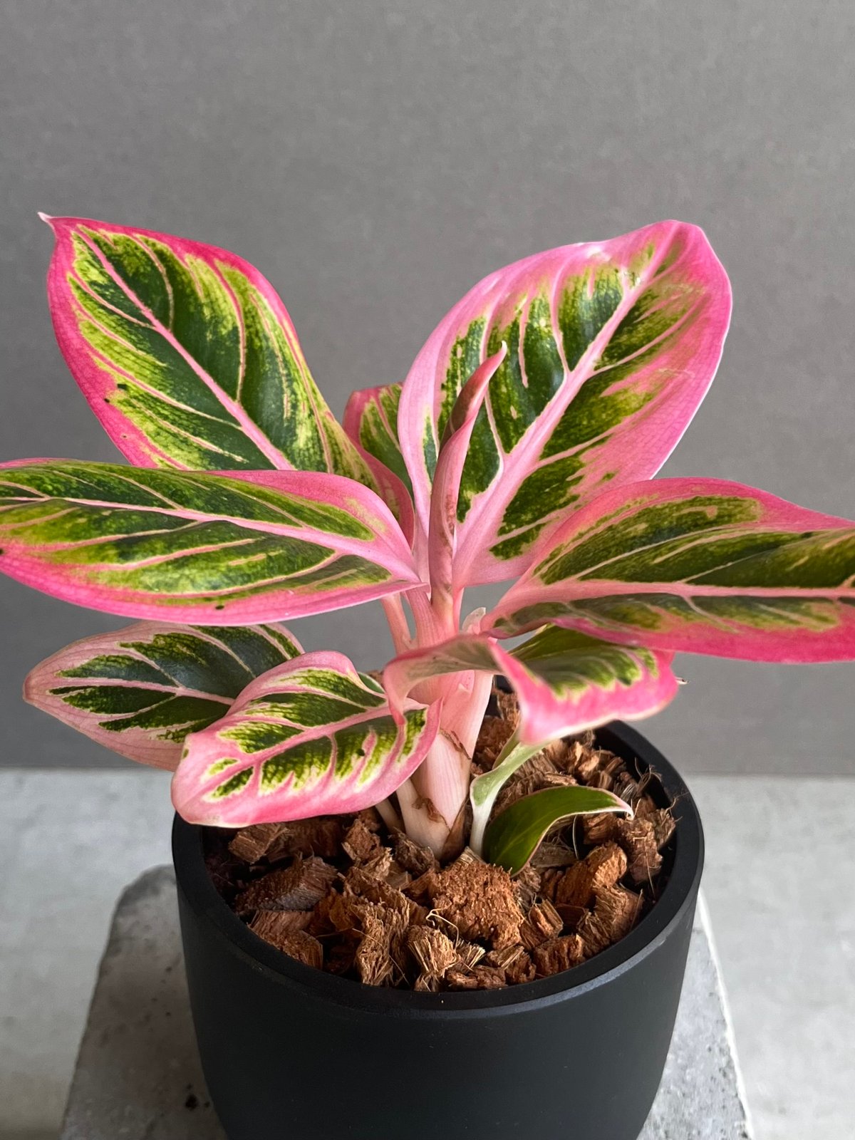 【タイ直セレクト】SSS級♡本物♡アグラオネマ　ロータスデライト　大株 アグラオネマ ロータス デライト 「Aglaonema Lotus Delight