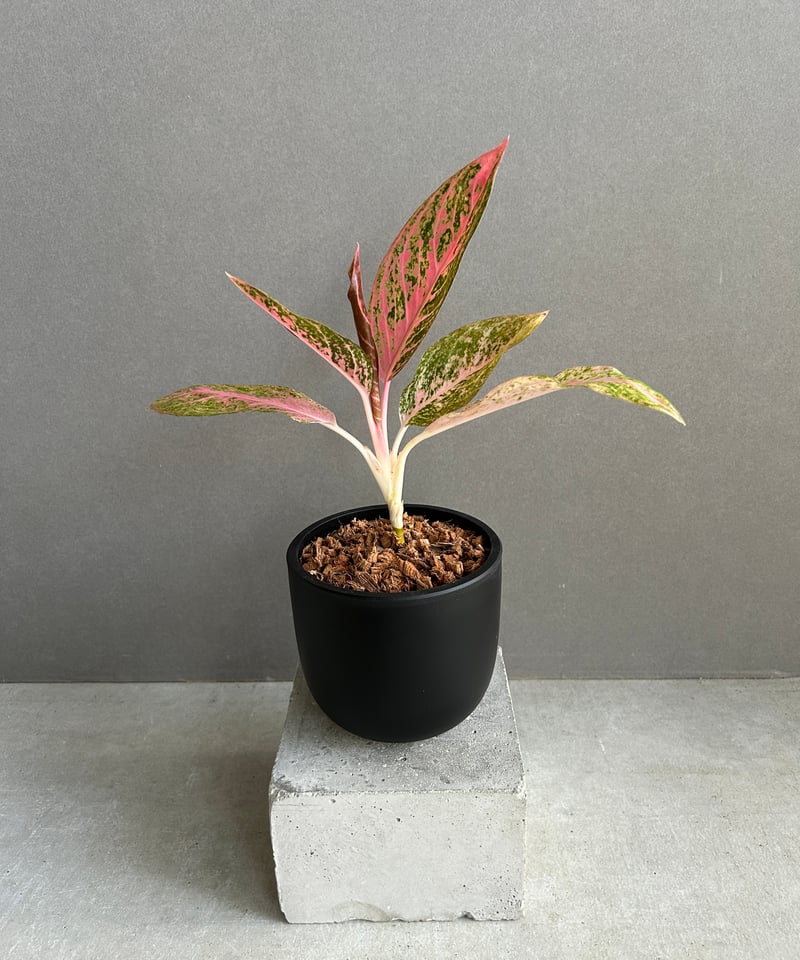 正規タグ付　Aglaonema EVA AZ0224-1 アグラオネマ AZ便 Aglaonema Magenta アグラオネマ マゼンタ 【artPLANTs/PLANTS GARAGE