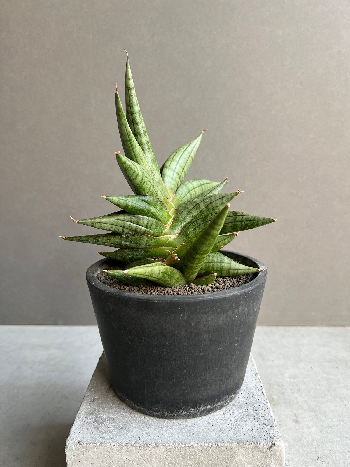 サンセベリア ヴィエナ「Sansevieria Vienna (by Unyamanee Ga