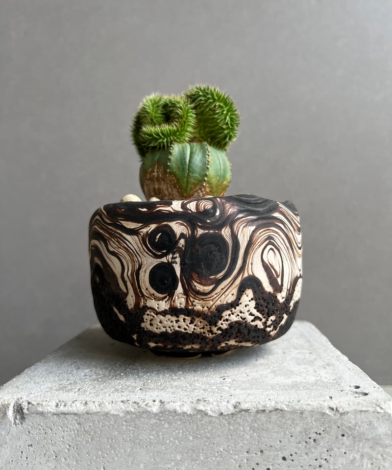 ユーフォルビア スザンナエ + plantsmonsters pot 「Euphorbia s