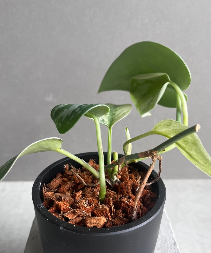 スキンダプサス エキゾチカ ホログラム 「Scindapsus exotica スキンダプサス エキゾチカ ホログラム 「Scindapsus exotica
