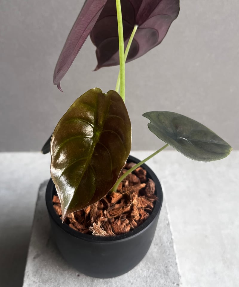 アロカシア クプレア “レッドシークレット” 「Alocasia cuprea “Red Se