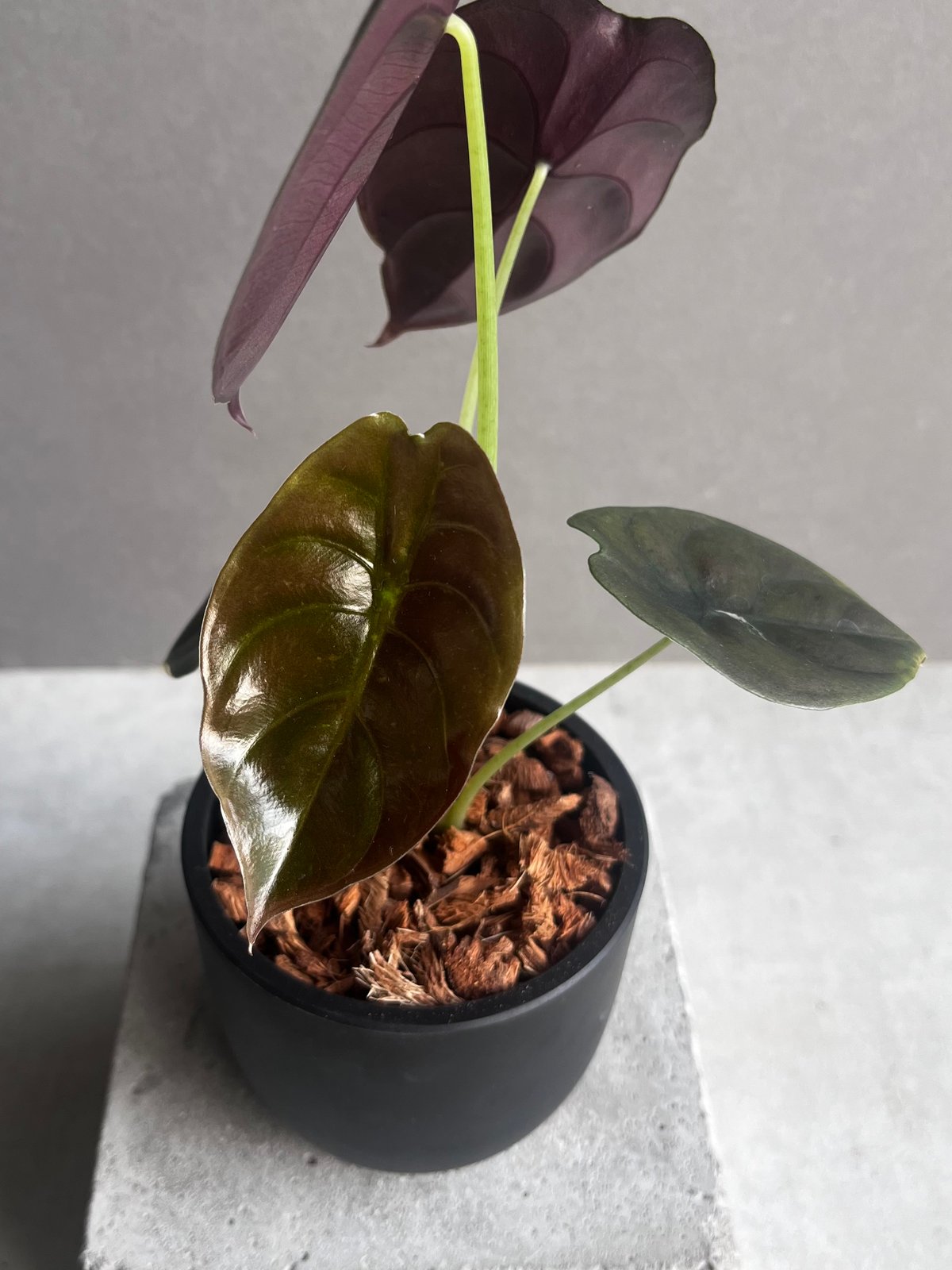 アロカシア クプレア “レッドシークレット” 「Alocasia cuprea