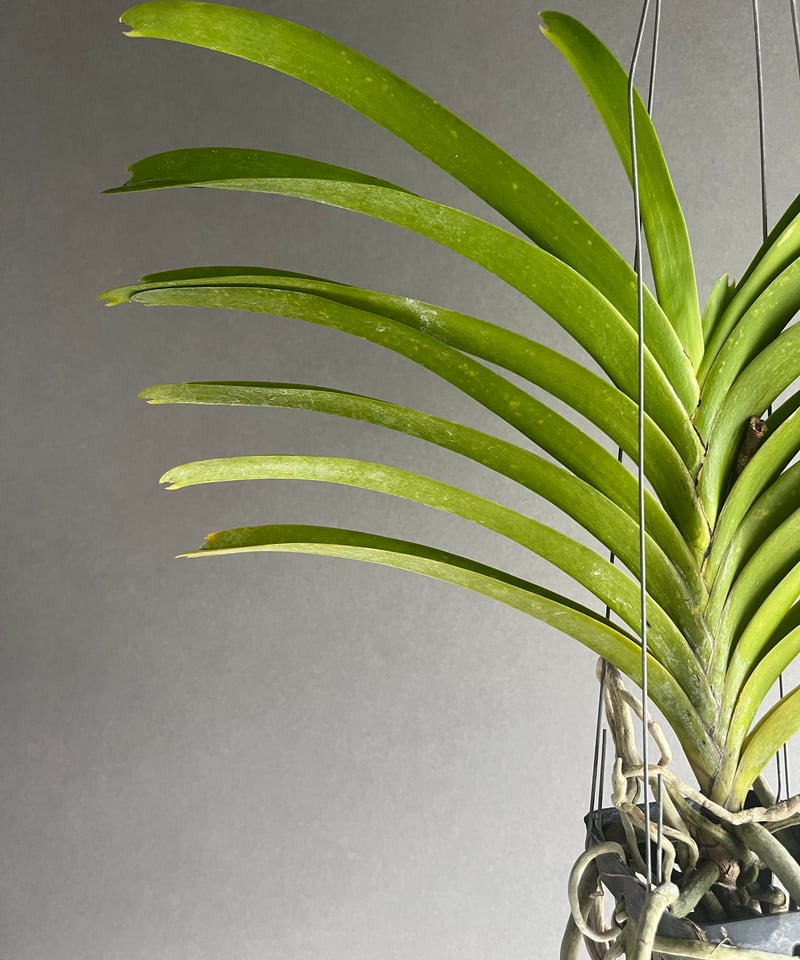 バンダ チャオプラヤ 「Vanda Chaophraya」83R | SHOUCHIKUEN