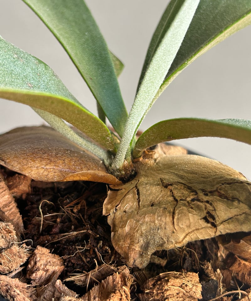 ビカクシダ ウィリンキー cv. ノース スター スポアリング セレクト「P