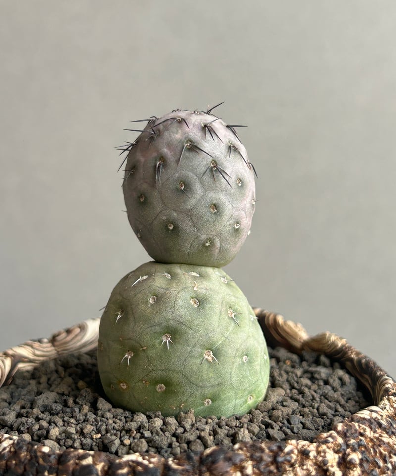 テフロカクタス ゲオメトリクス+plantsmonsters pot 「Tephrocactu