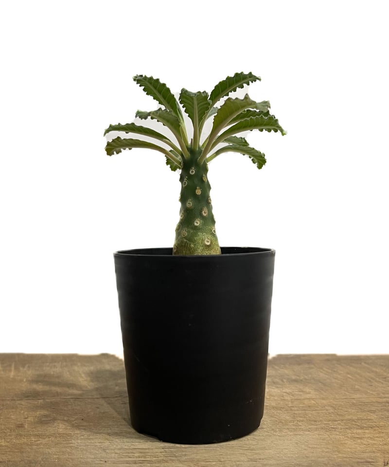 ドルステニア ラブラニー 「Dorstenia lavrani」4/5-268 | SHOUC