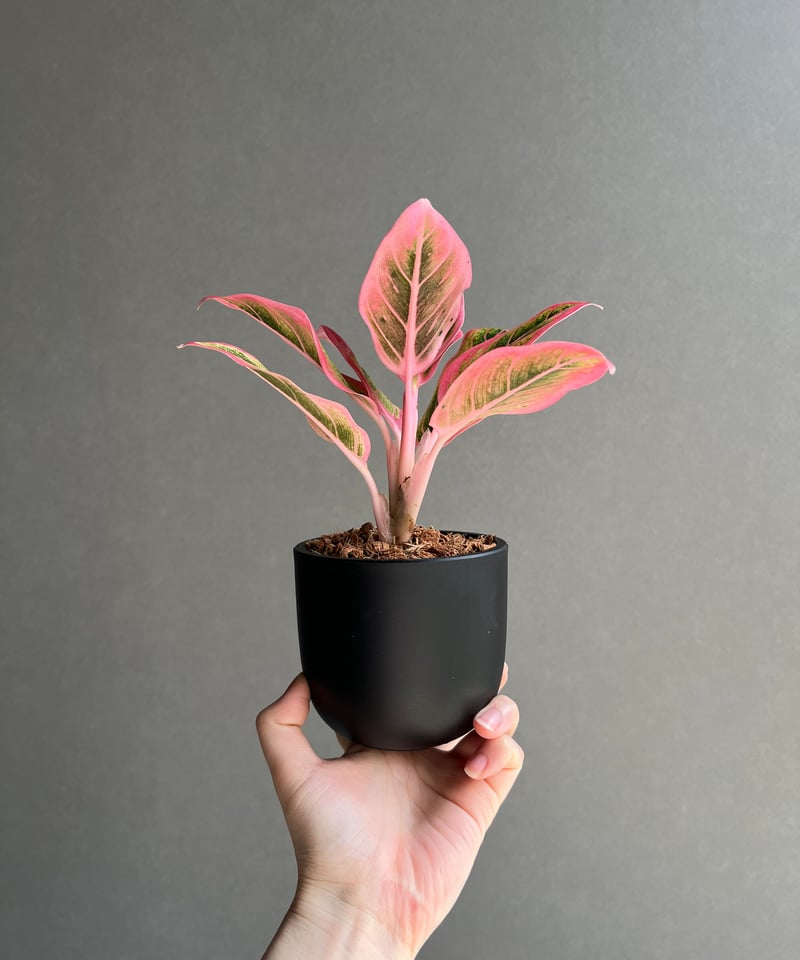 日本最級 デライト ロータス アグラオネマ 「Aglaonema Delight Lotus その他観葉植物