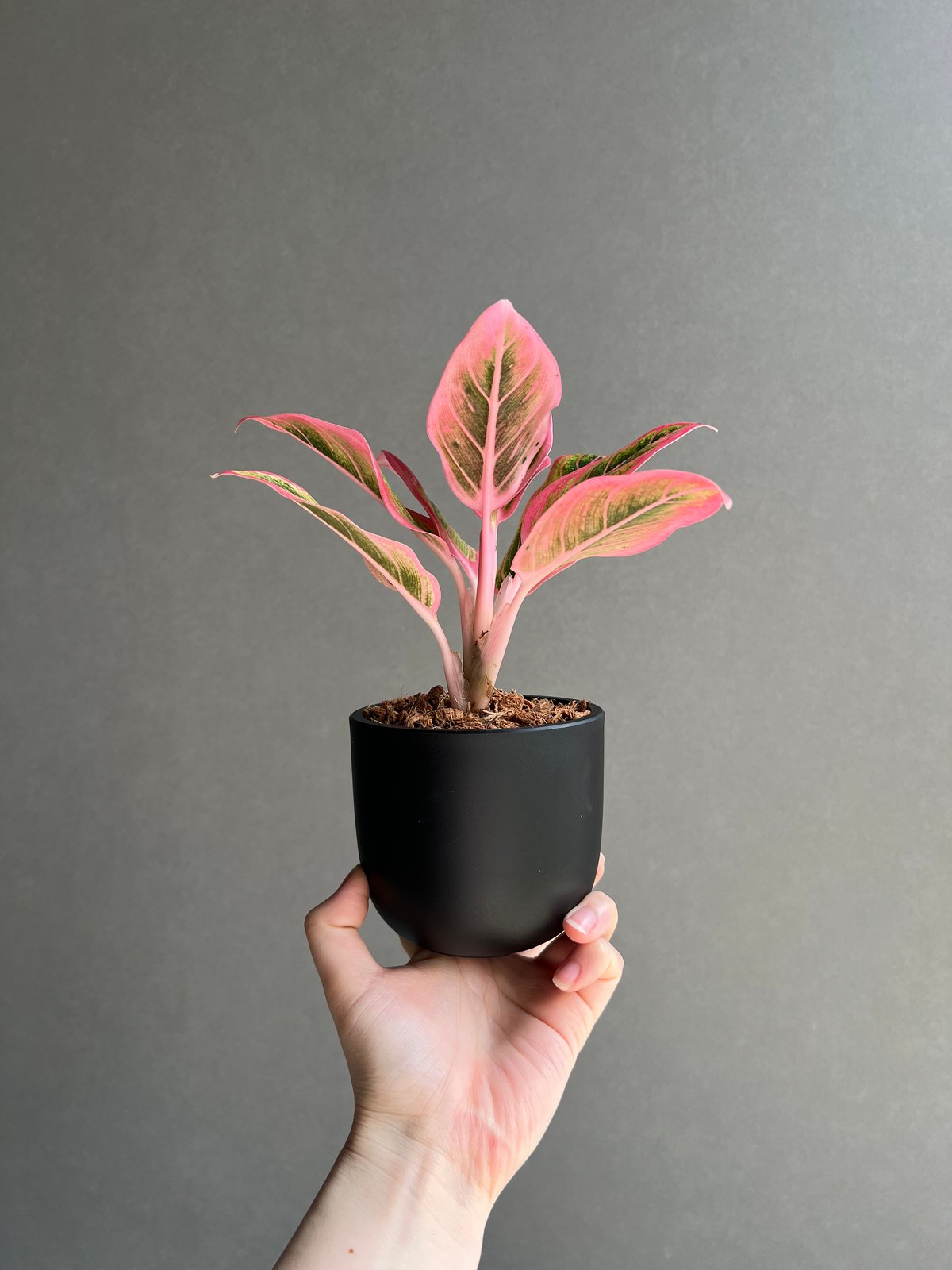 アグラオネマ ロータス デライト 「Aglaonema Lotus Delight アグラオネマ ロータス デライト 「Aglaonema Lotus Delight