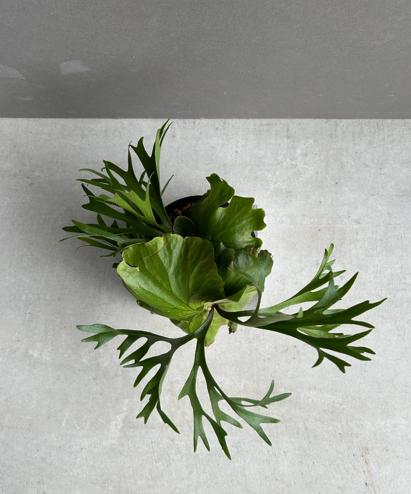 写真追加　キッチャクードthin ビカクシダ ビカクシダ キッチャクード細葉 「Platycerium kitshakood thin l