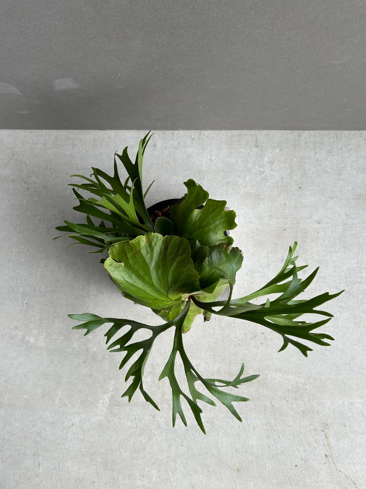 ビカクシダ キッチャクード細葉 「Platycerium kitshakood thin l