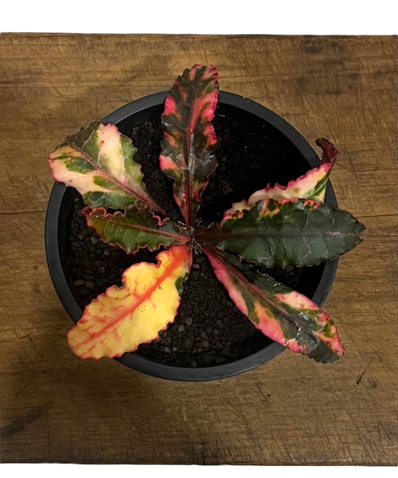 ユーフォルビア フランコイシー 斑入 「Euphorbia francoisii Varieg
