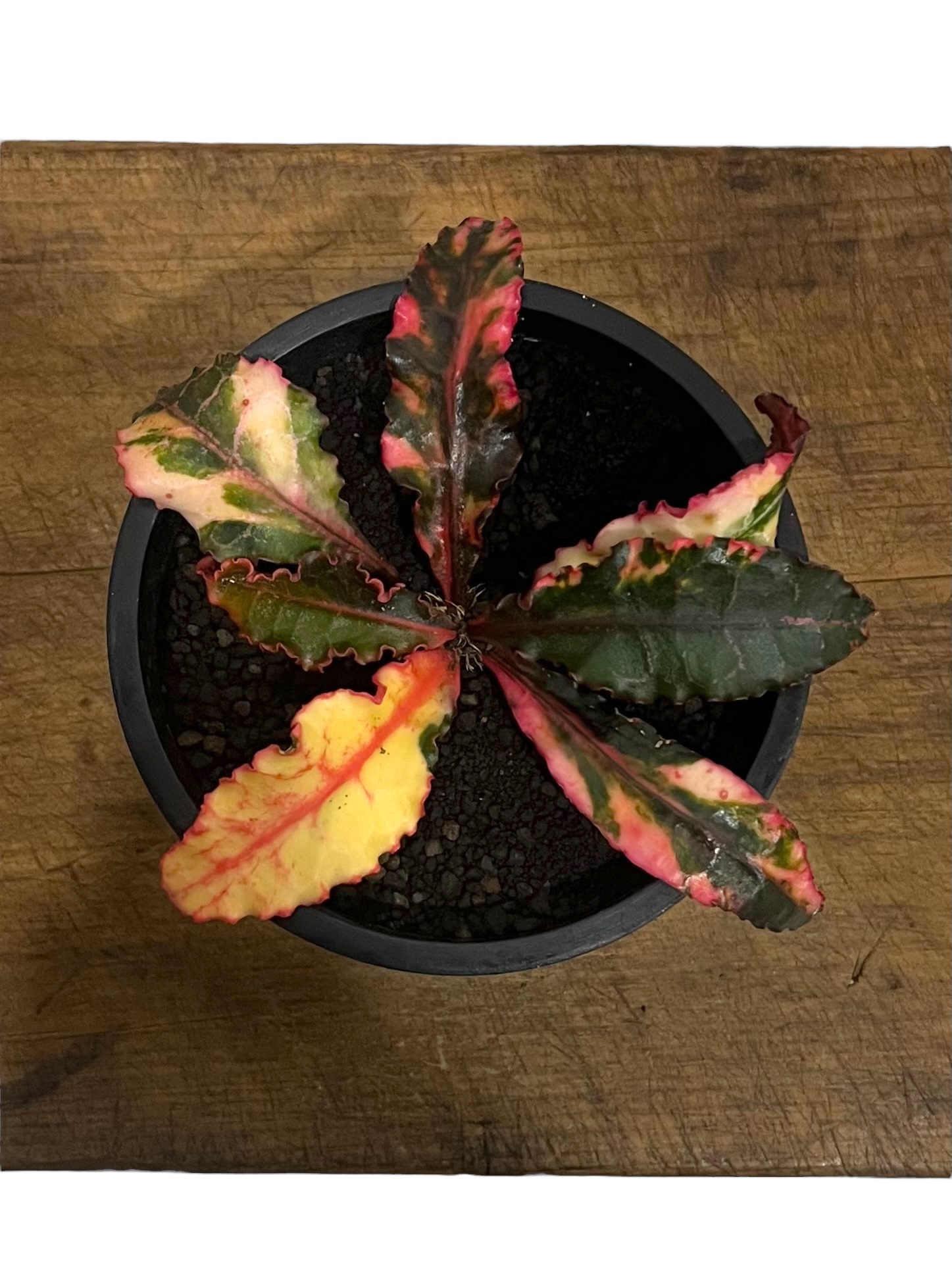 ユーフォルビア フランコイシー 斑入 「Euphorbia francoisii