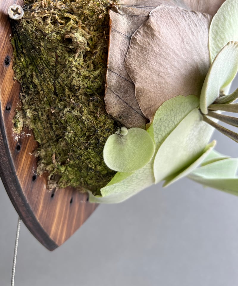 ビカクシダ モンキー シルバー #3（子株） 「Platycerium Monkey Silv